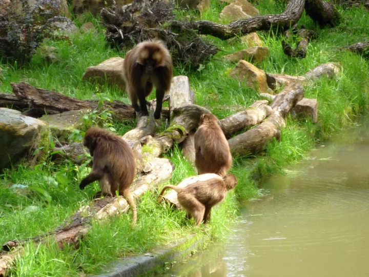 ZOO-Zlin-Opice-P1090715.JPG