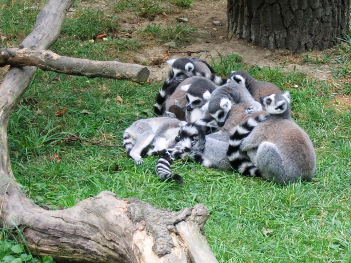 ZOO_Zlin-Lesna_3.jpg