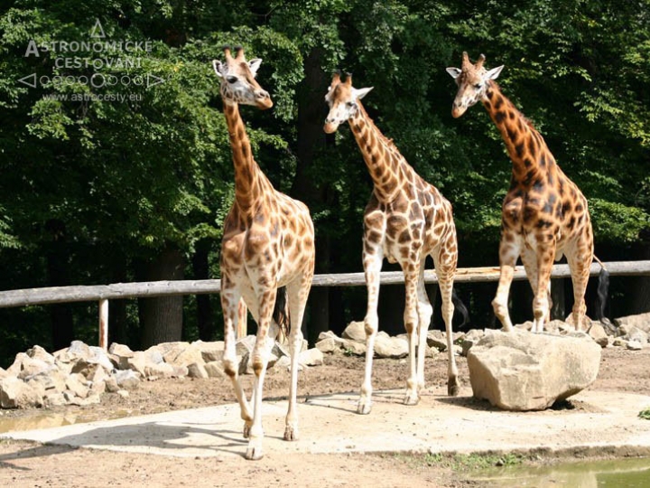 p-zoo-lesna-09-1297888846.jpg