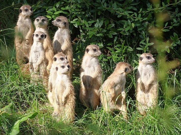 surikaty-zoo-lesna-040816-01_denik-630.jpg